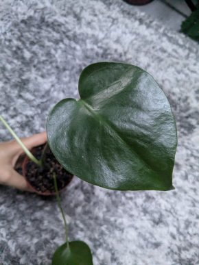 Monstera deliciosa