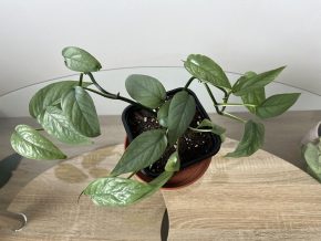 Epipremnum Cebu Blue