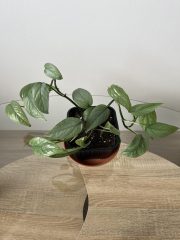 IMG_7808.jpeg