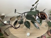 IMG_7811.jpeg