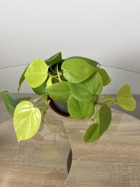 Philodendron Lemon Lime