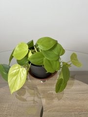 IMG_7800.jpeg