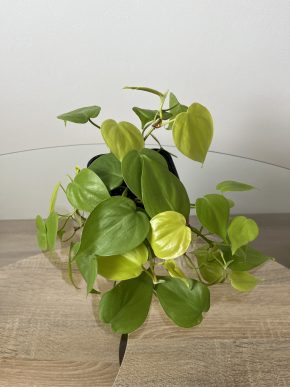 Philodendron Lemon Lime