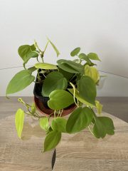 IMG_7799.jpeg