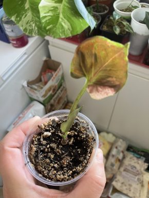 Syngonium Strawberry Ice Galaxy