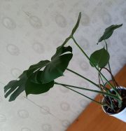 20250831_125934.jpg