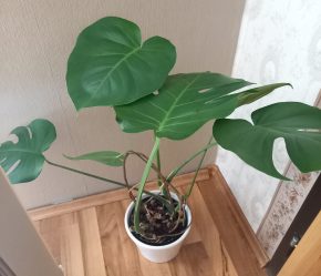 Monstera deliciosa v květnáči