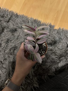 TRADESCANTIA ALBIFLORA 'NANOUK' (voděnka)