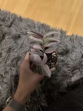 TRADESCANTIA ALBIFLORA 'NANOUK' (voděnka)