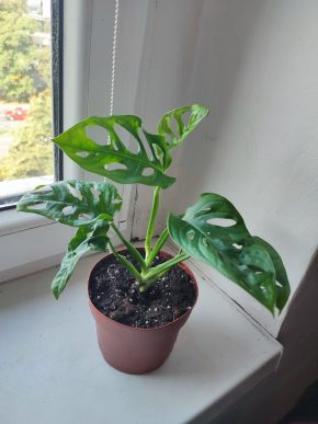 Monstera Adansonii monkey leaf #3