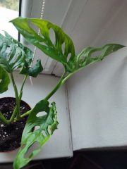IMG_20250828_095819.jpg