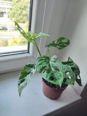 Monstera Adansonii monkey leaf #4