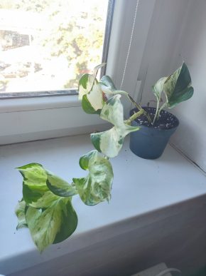 Větší Šplhavnice / epipremnum manjula / potos happy leaf #2
