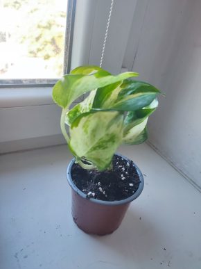 Šplhavnice / epipremnum manjula / potos happy leaf #3