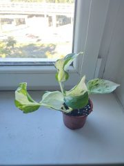 IMG_20250903_090408.jpg