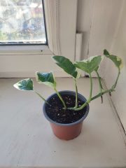 IMG_20250903_181033.jpg