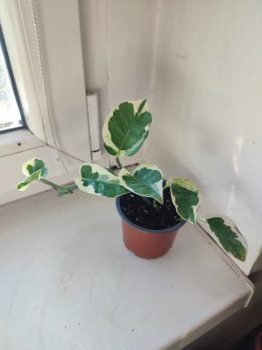 Šplhavnice / epipremnum / pothos N'joy #3