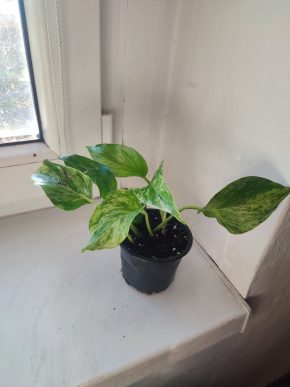 Šplhavnice / epipremnum / pothos marble queen #1