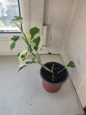 Šplhavnice / epipremnum / pothos N'joy #4