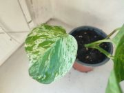 IMG_20250903_181154.jpg
