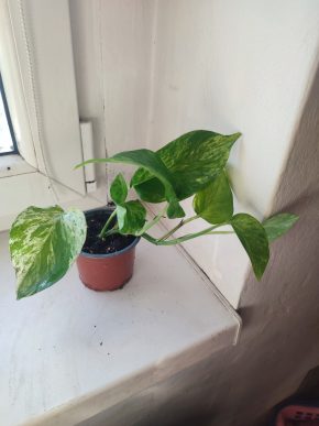 Šplhavnice / epipremnum / pothos marble queen #4