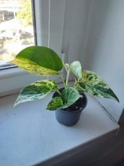 IMG_20250904_085554.jpg