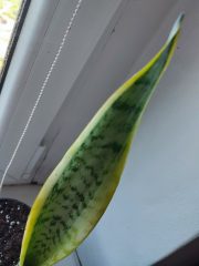 IMG_20250904_085444.jpg
