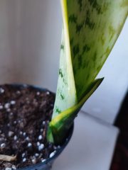 IMG_20250904_085440.jpg