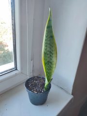 IMG_20250904_085449.jpg