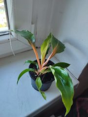 IMG_20250904_085706.jpg