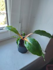 IMG_20250904_085700.jpg