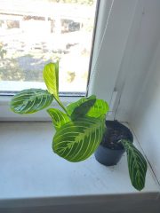 IMG_20250904_090439.jpg