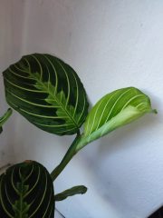 IMG_20250904_090430.jpg