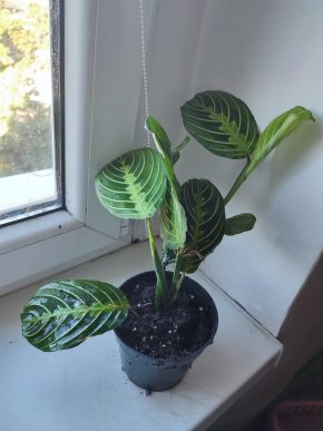 Modlivka / Marantha leuconeura Lemon Lime Green #1