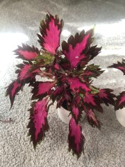 IMG_1047.jpeg