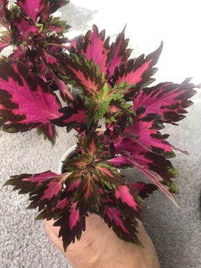 Africká Kopřiva - Coleus Downtown Royalty