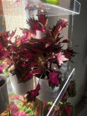 IMG_1046.jpeg
