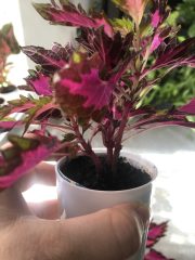 IMG_1049.jpeg