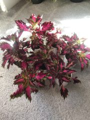 IMG_1050.jpeg