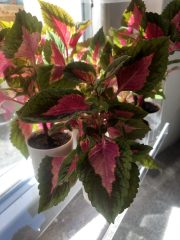 IMG_1043.jpeg
