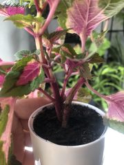 IMG_1045.jpeg