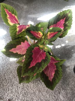 Africká Kopřiva - Coleus Wizard
