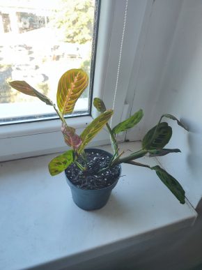 Modlivka / Marantha leuconeura Fascinator #2