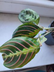 IMG_20250904_090025.jpg