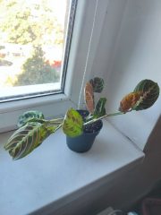 IMG_20250904_090022.jpg