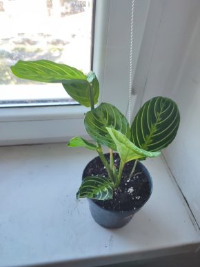 Modlivka / Marantha leuconeura Lemon Lime Green #2