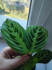 IMG_20250904_090132.jpg