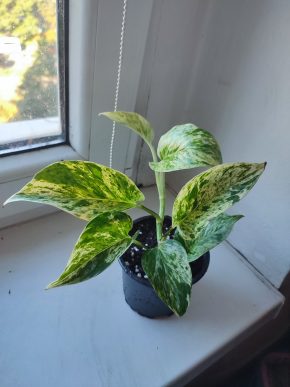 Větší Šplhavnice / epipremnum / pothos marble queen #6