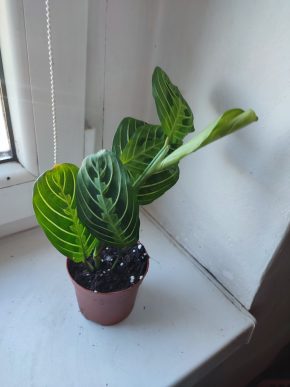 Modlivka / Marantha leuconeura Lemon Lime Green #2 Kopie