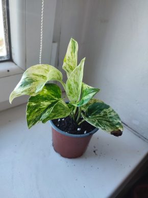 Šplhavnice / epipremnum / pothos marble queen #7